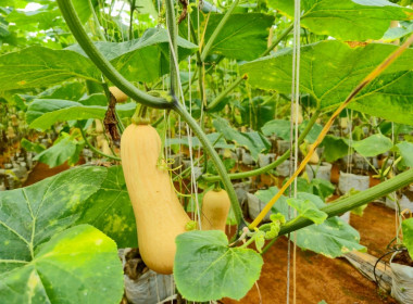 ตรวจเยี่ยมการดำเนินงานสหกรณ์การเกษตรพัฒนาพื้นที่สูงแบบโครงการหลวงน้ำแป่ง จำกัด ... พารามิเตอร์รูปภาพ 14